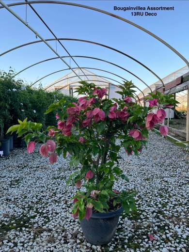 Bougainvillea Assortment