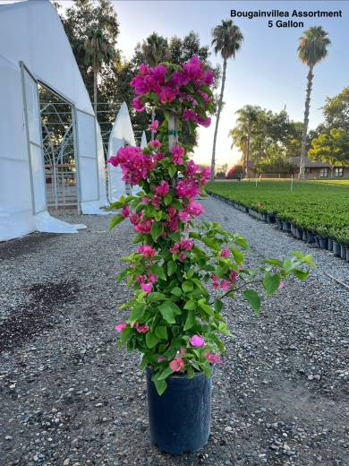 Bougainvillea Assortment — Bougainvillea Assortment 5Gal