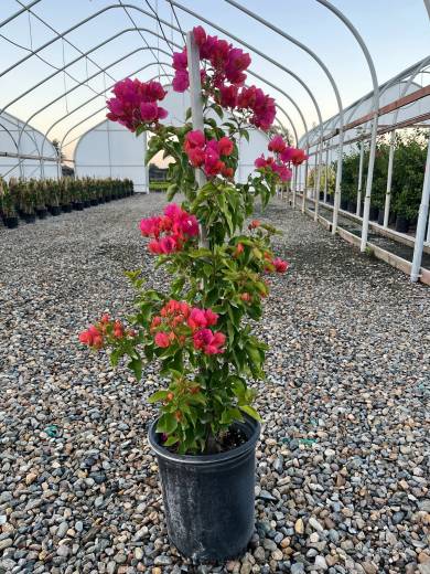 Bougainvillea Assortment — Bougainvillea Assortment 5Gal