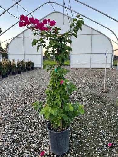 Bougainvillea Assortment — Bougainvillea Assortment 5Gal
