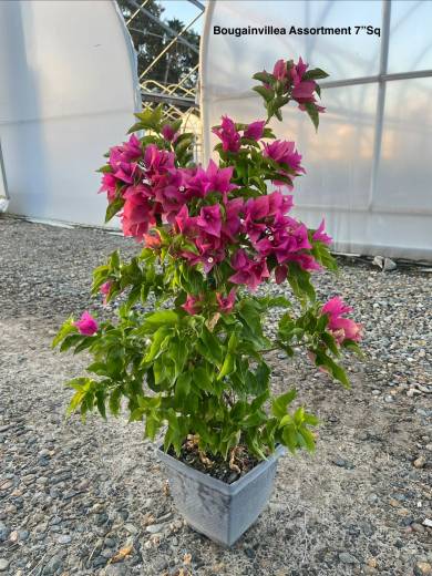 Bougainvillea Assortment — Bougainvillea Assortment 7 sq