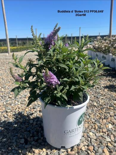 Buddleia Little Rockstar Blue 2GartM