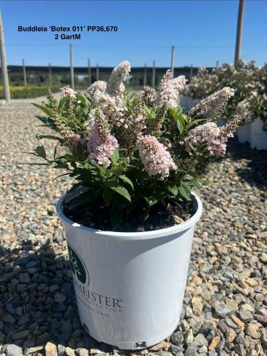 Buddleia Little Rockstar Pink 2GartM