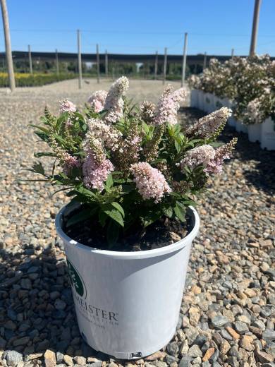 Buddleia Little Rockstar Pink 2GartM