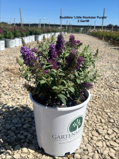 Buddleia 'Lil Rockstars Prple' – Lil Rockstars Purple Buddleia