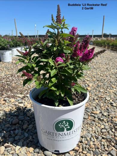 Buddleia 'Lil Rockstars Red' – Lil Rockstars Red Buddleia