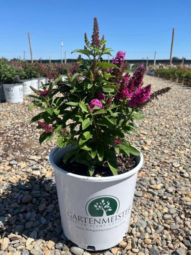 Buddleia 'Lil Rockstars Red' — Buddleia Little Rockstar Red 2GartM