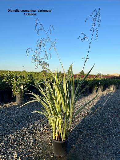 Dianella tasmanica 'Variegata' – White Striped Tasman Flax Lily