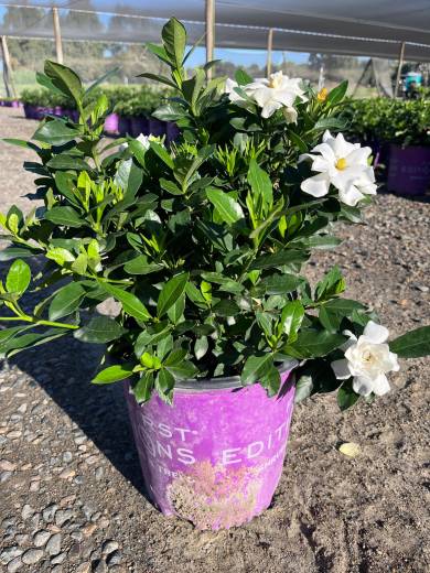 Gardenia j. 'Double Mint' – Double Mint Gardenia
