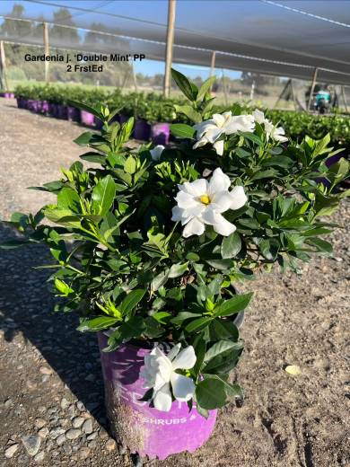 Gardenia j. 'Double Mint' — Gardenia Double Mint 2FE