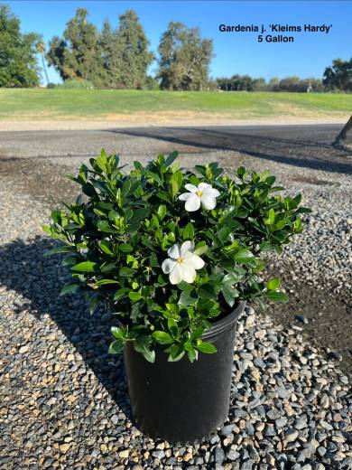 Gardenia j. 'Kleim's Hardy' – Kleim's Hardy Gardenia