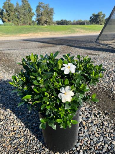 Gardenia j. 'Kleim's Hardy' — Gardenia Kleim's Hardy 5Gal
