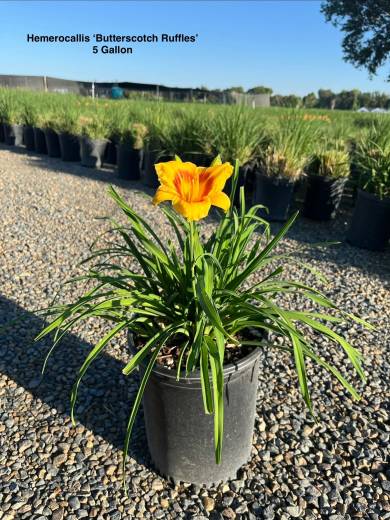 Hemerocallis 'Butterscotch Ruff' – Butterscotch Ruffles Daylily