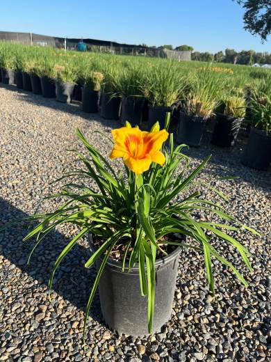 Hemerocallis 'Butterscotch Ruff' — Hemerocallis Butterscotch Ruffles 5Gal