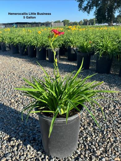 Hemerocallis x 'Little Business' – Little Business Dwarf Daylily