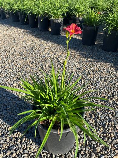 Hemerocallis x 'Little Business' — Hemerocallis Little Business 5Gal
