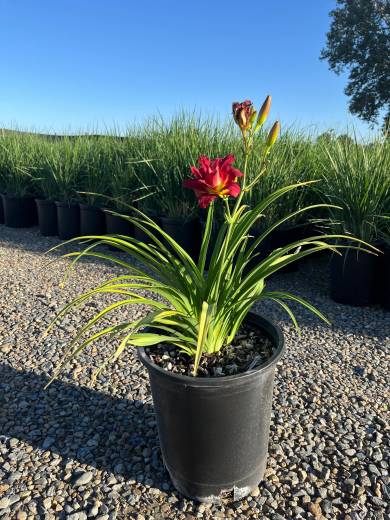 Hemerocallis 'South Seas' – Daylily 'South Seas'