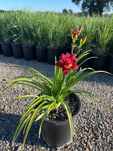 Hemerocallis 'South Seas' — Hemerocallis South Seas 5Gal