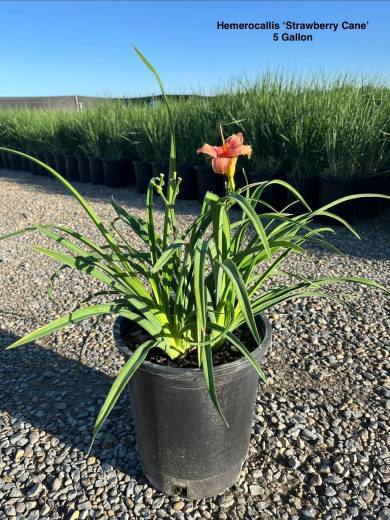 Hemerocallis Strawberry Cone 5Gal