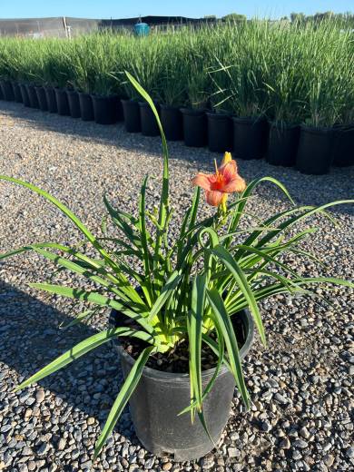 Hemerocallis Strawberry Cone 5Gal