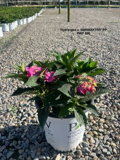 Hydrangea SMNMAKTSR PWP 800