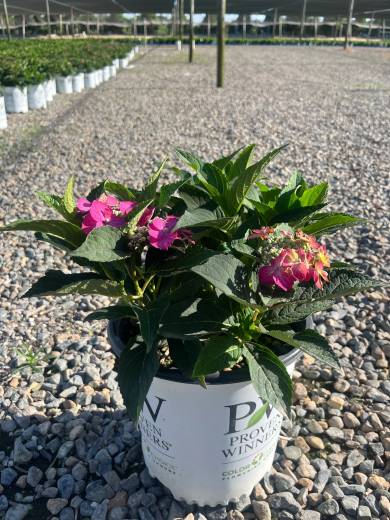 Hydrangea SMNMAKTSR PWP 800