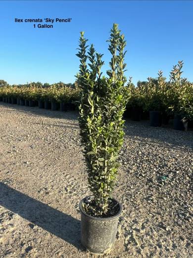 Ilex crenata 'Sky Pencil' – Sky Pencil Japanese Holly