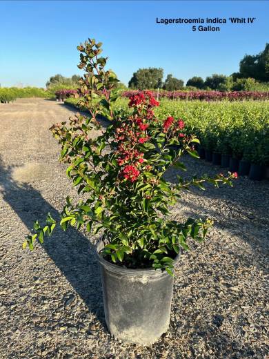 Lagerstroemia indica 'Whit IV' – Red Rocket® Crape Myrtle