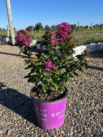 Lagerstroemia Purple Magic 2FE