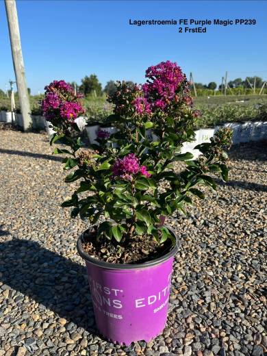 Lagerstroemia Purple Magic Pic 2FE #1