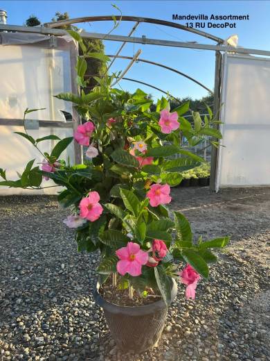 Mandevilla Assorted