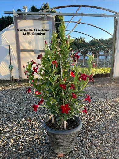 Mandevilla Assorted — Mandevilla Assorted 13RU Deco