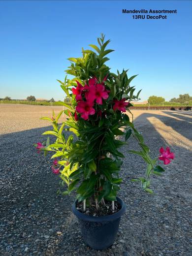 Mandevilla Assorted — Mandevilla Assorted 13RU Deco