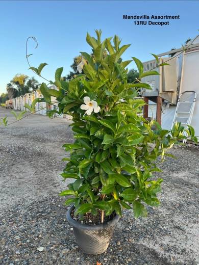 Mandevilla Assorted — Mandevilla Assorted 13RU Deco