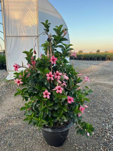Mandevilla Assorted — Mandevilla Assorted 13RU