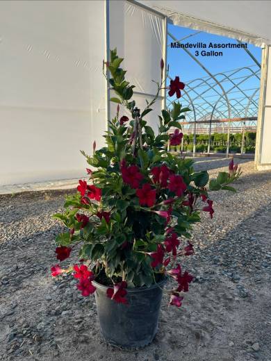 Mandevilla Assorted — Mandevilla Assorted 3Gal