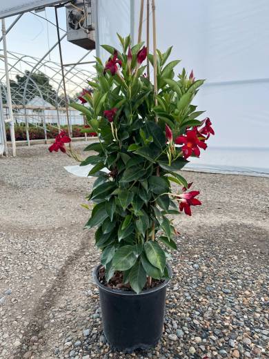 Mandevilla Assorted — Mandevilla Assorted 3Gal