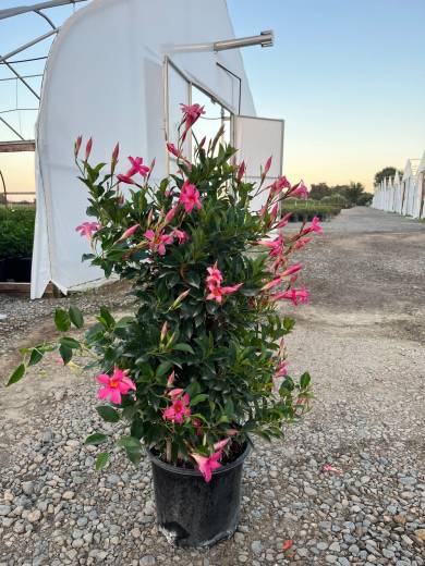 Mandevilla Assorted — Mandevilla Assorted 3Gal