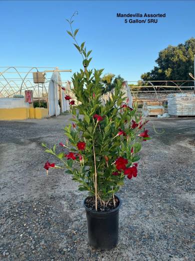 Mandevilla Assorted — Mandevilla Assorted 5Gal-5RU