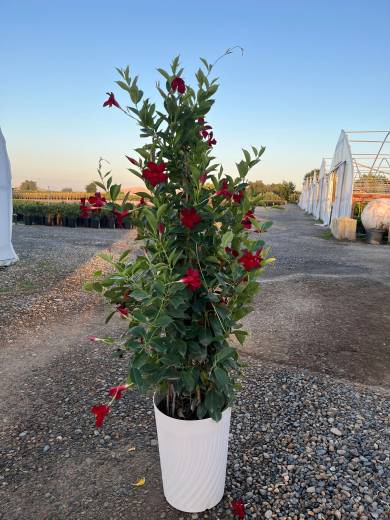 Mandevilla Assorted — Mandevilla Assorted 5Gal-5RU