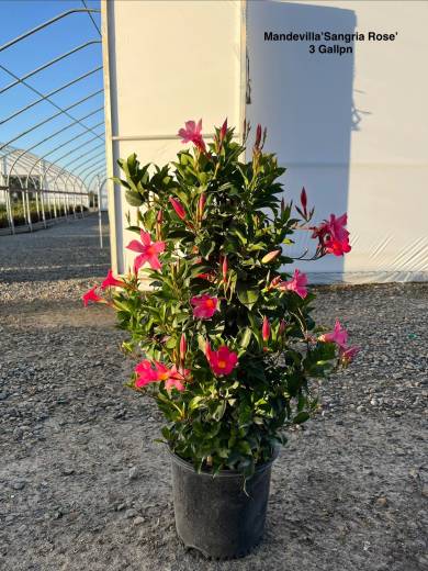 Mandevilla 'Sangria™ Rose' – Sangria™ Rose Mandevilla