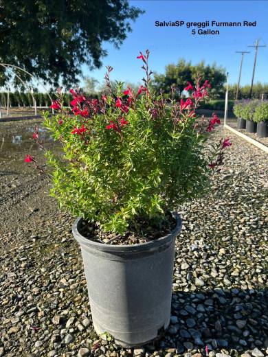 SalviaSP greggii Furmann Red – Magenta Red Texas Sage