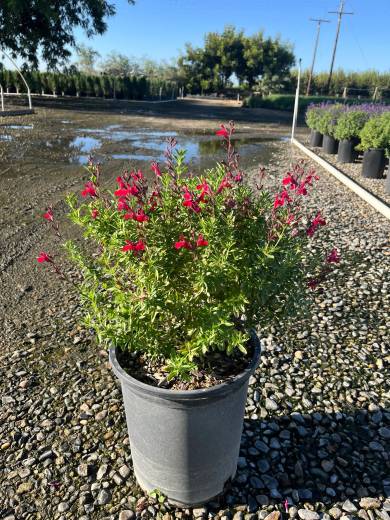 SalviaSP greggii Furmann Red — Salvia greggii Furman Red 5Gal