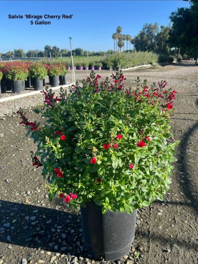 Salvia 'Mirage Cherry Red' – Mirage Cherry Red Salvia