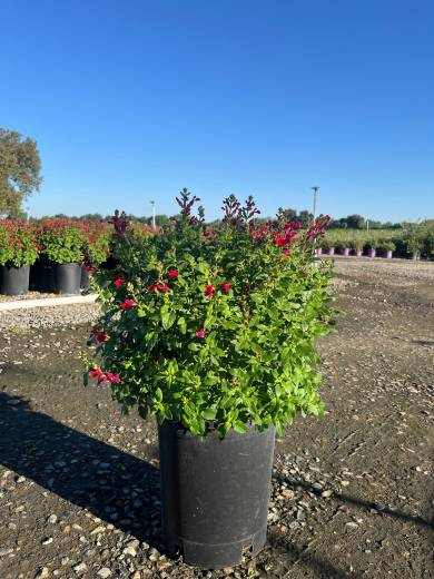 Salvia 'Mirage Cherry Red' — Salvia Mirage Cherry Red 5Gal