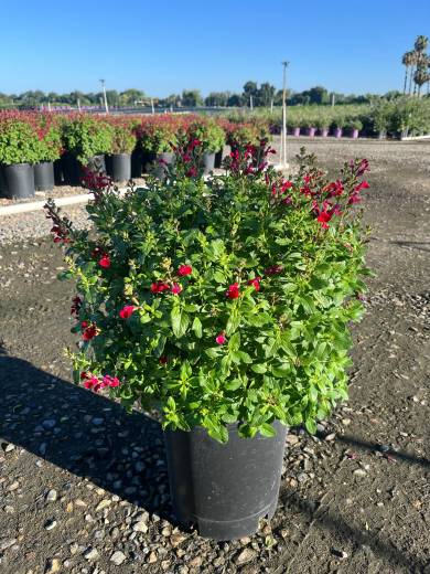 Salvia 'Mirage Cherry Red' — Salvia Mirage Cherry Red 5Gal
