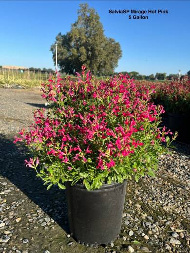SalviaSP Mirage® Hot Pink – Mirage Hot Pink Salvia