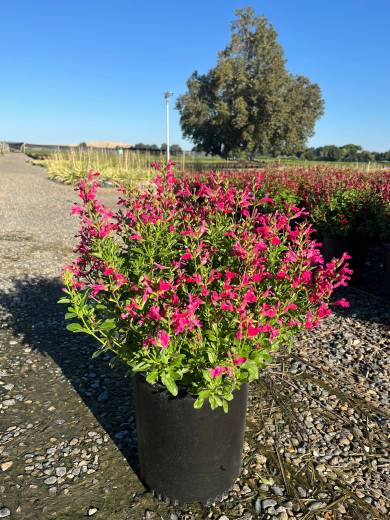SalviaSP Mirage® Hot Pink — Salvia Mirage Hot Pink 5Gal