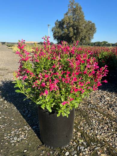SalviaSP Mirage® Hot Pink — Salvia Mirage Hot Pink 5Gal