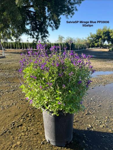 SalviaSP Mirage Blue – Mirage® Blue Salvia